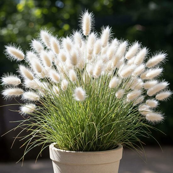 Ornamental Grasses & Decorative Plant Seeds