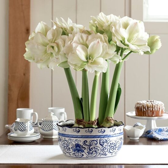 Hipeastru/Amariļļu sīpoli (telpaugs) DRĪZUMĀ