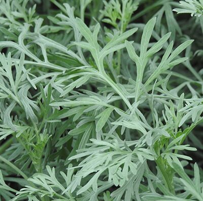 Vērmele (Artemisia Absinthium), 0,2g