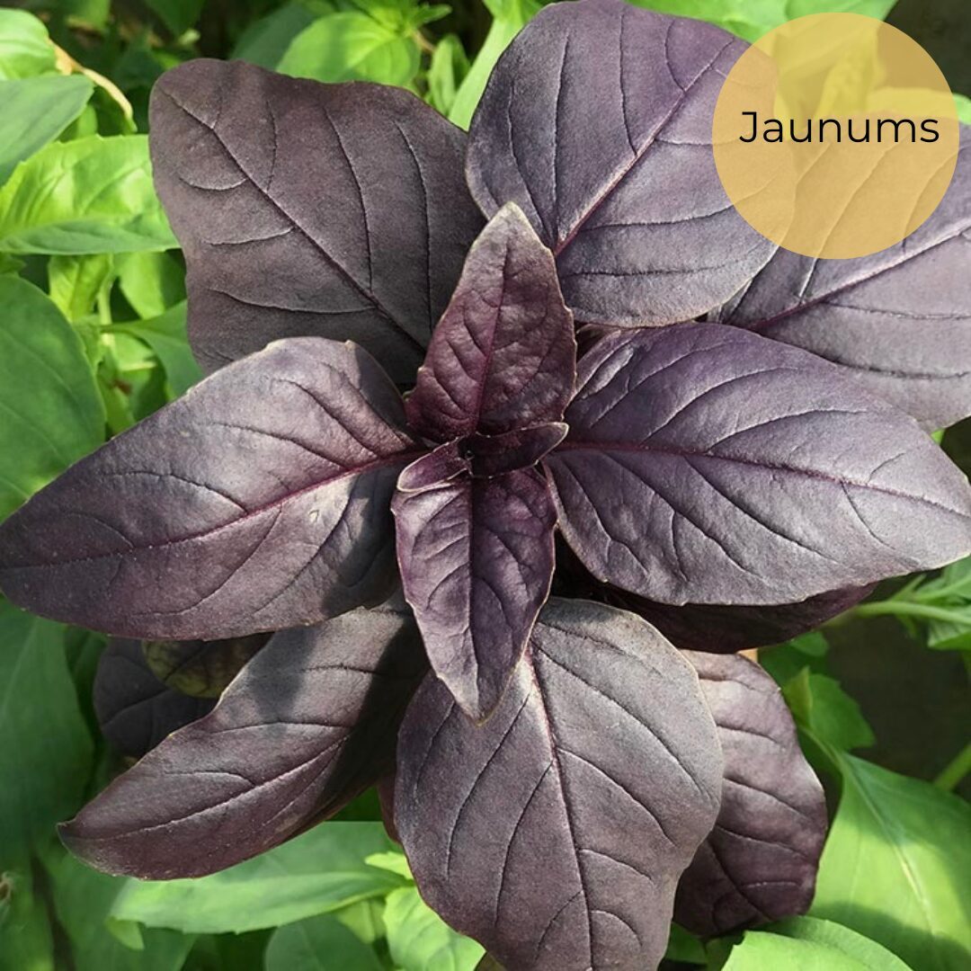 Basil "Red Shiraz" (Ocimum basilicum) 0,1g