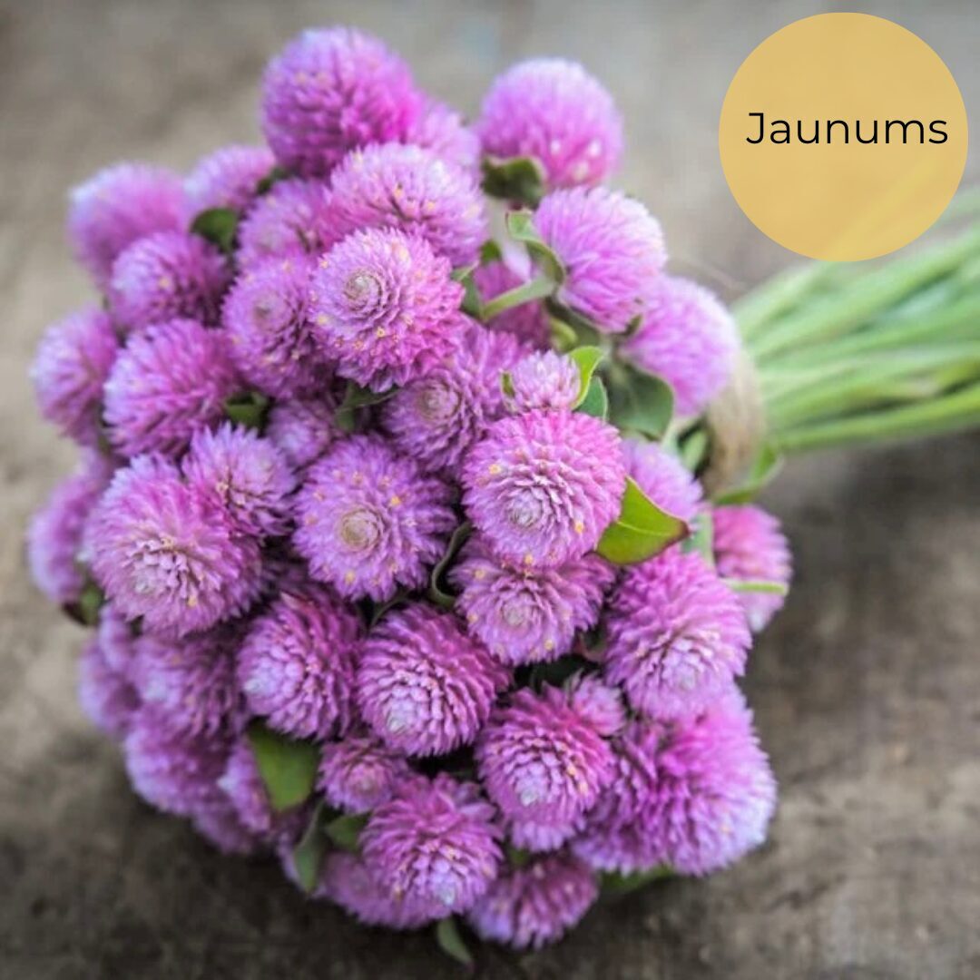 Lodveida gomfrēna "Lavander lady" (Gomphrena globosa), 20 sēklas