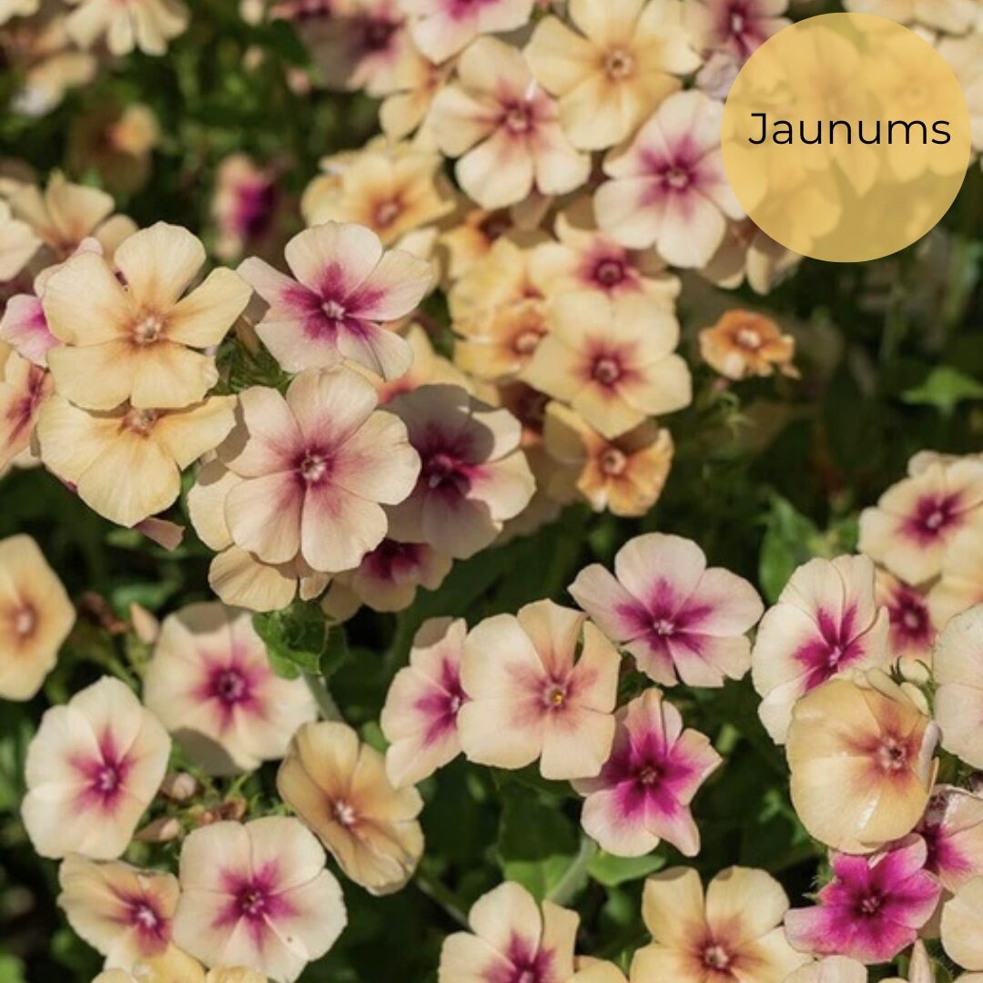Annual phlox "Cherry Caramel" (Phlox drummondii) 0,1g