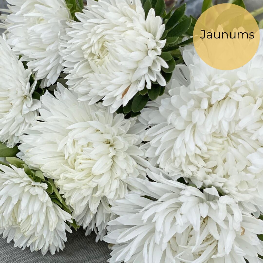 China aster "King size White" (Callistephus chinensis) 0,1g