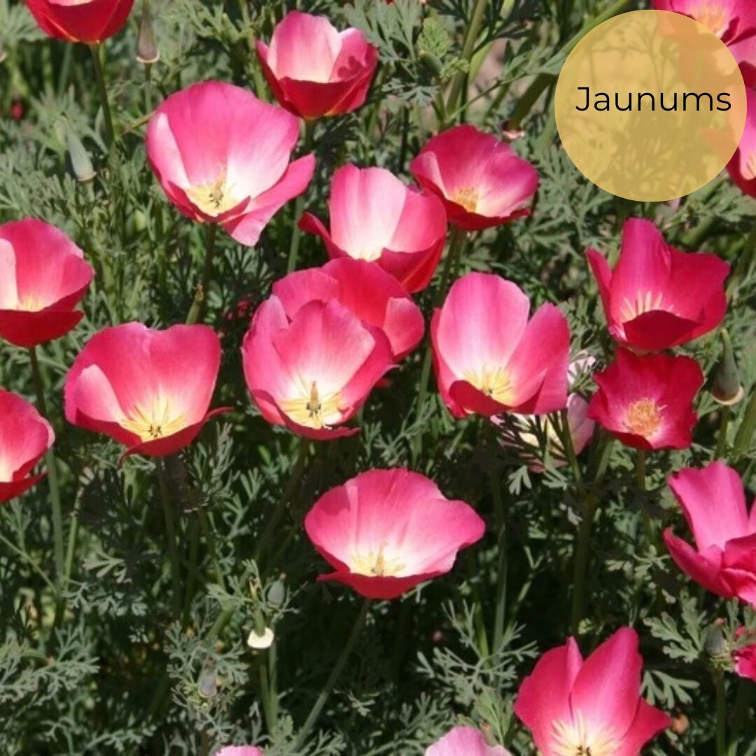 Ešolcija "Carmine King" (Eschscholzia californica) 0,1g