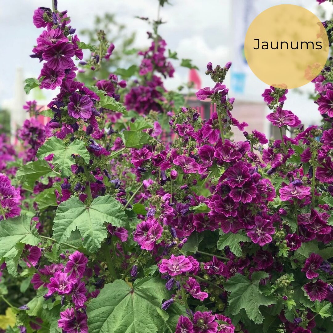 Meža malva (Malva sylvestris)