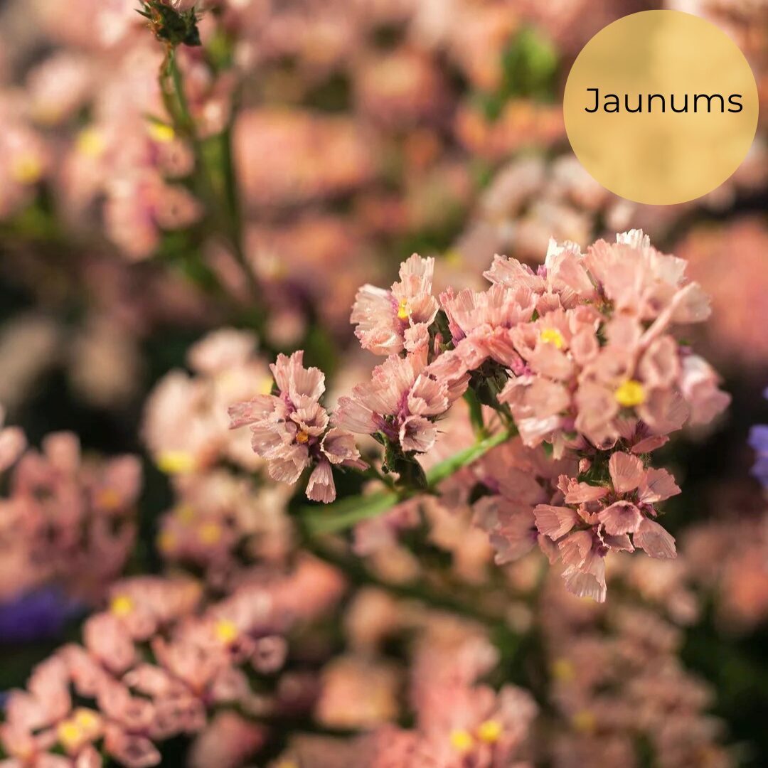 Sea lavender "QIS Apricot" (Limonium sinuatum), 20 seeds