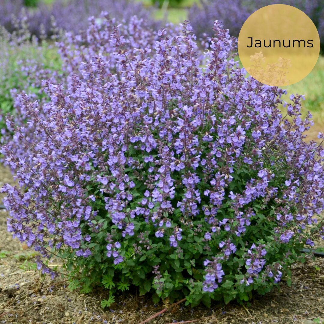 Faassen's catnip (Nepeta x faassenii) 0,1g