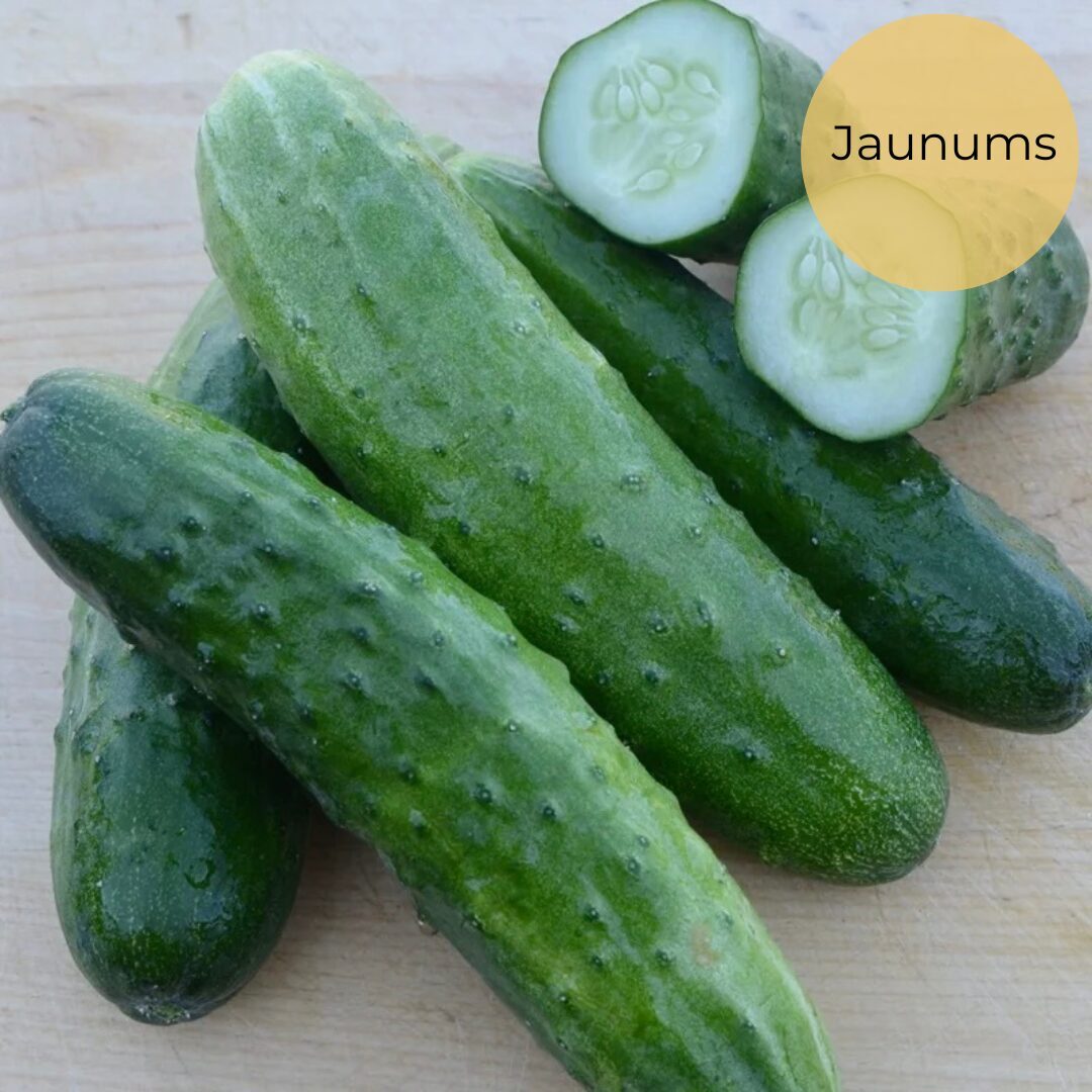 Gurķis "Sensation" (Cucumis sativus), 15 sēklas