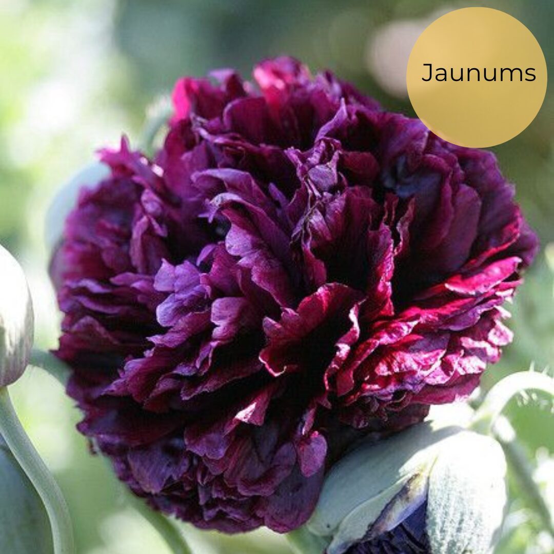 Miega magone "Black peony" (Papaver somniferum) 0,5g