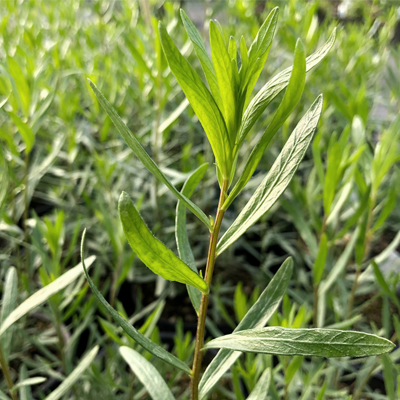 Estragons (Artemisia dracunculus), 0,2g