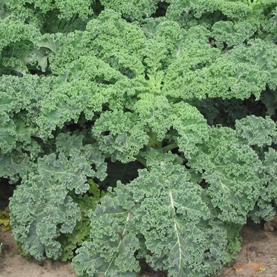 Kale "Westland Winter" (Brassica oleracea acephala var. Sabellica), 1g
