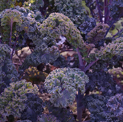 Kale "Curly Scarlet" (Brassica oleracea), 20 sēklas