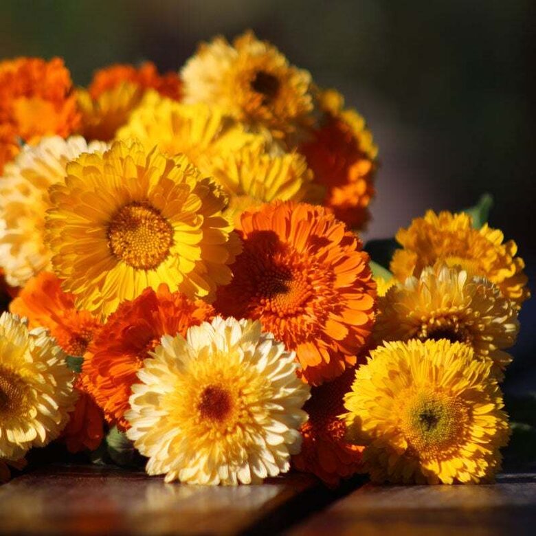 Kliņģerīte 'Pacific Beauty Mix' (Calendula officinalis) 1g