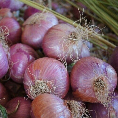 Dārza sīpols 'Piatta di Bergamo' (Allium Cepa) 0,5g