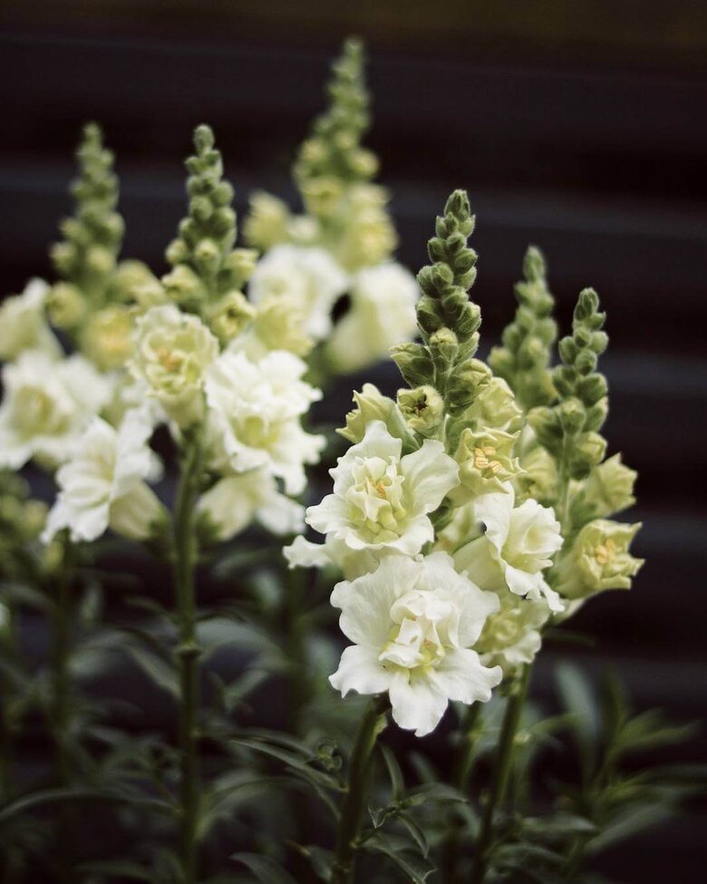 Lauvmutīte 'Madame Butterfly Ivory' F1 (Antirrhinum majus), 20 sēklas