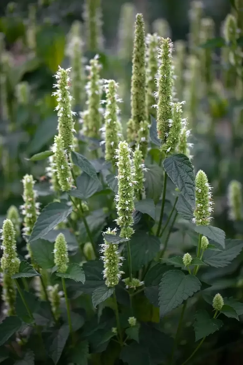 Rievainā agastahe ‘Liquorice White’ (Agastache rugosa) 20 sēklas