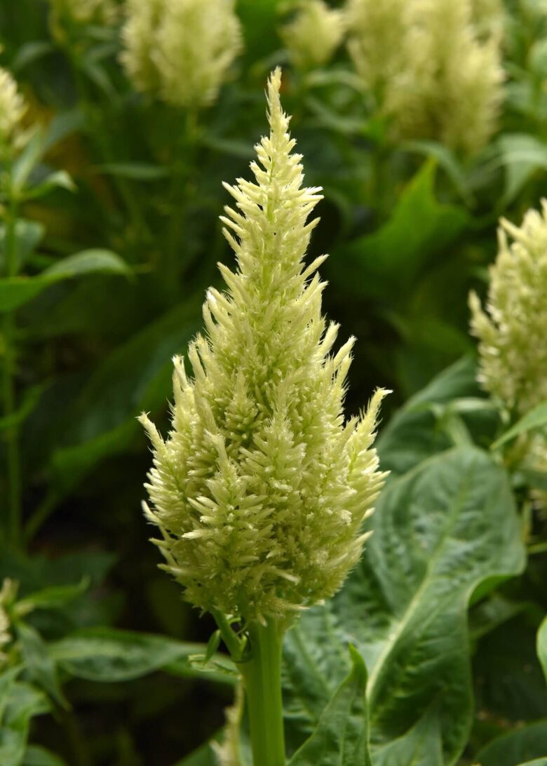  Spalvu celozija 'Sunday Green' (Celosia argentea var. plumosa) 10 sēklas