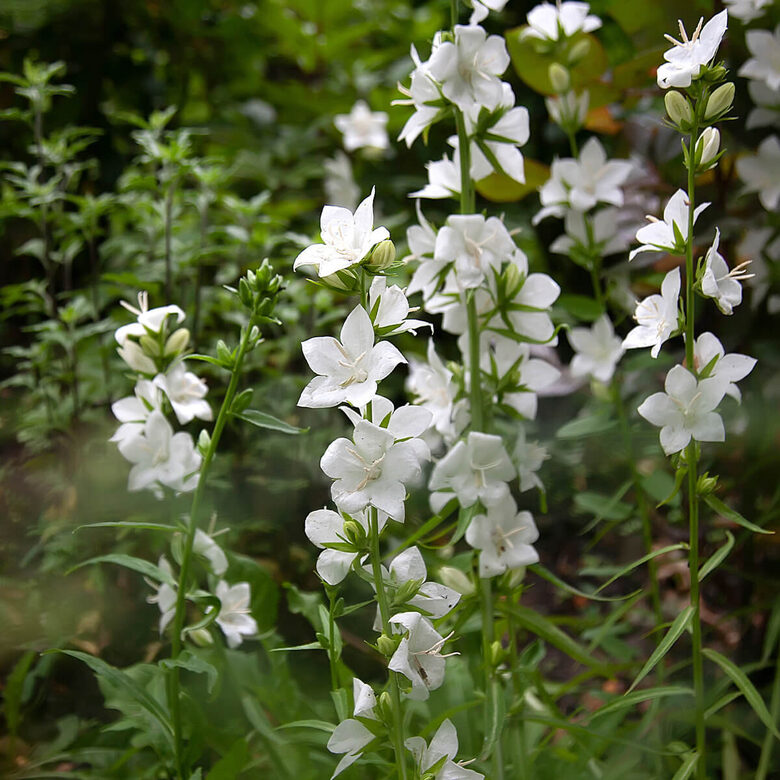 Dižā pulkstenīte ‘Alba’ (Campanula persicifolia) 0,1g
