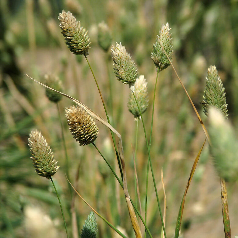 Kanāriju spulgzāle (Phalaris canariensis), 1g