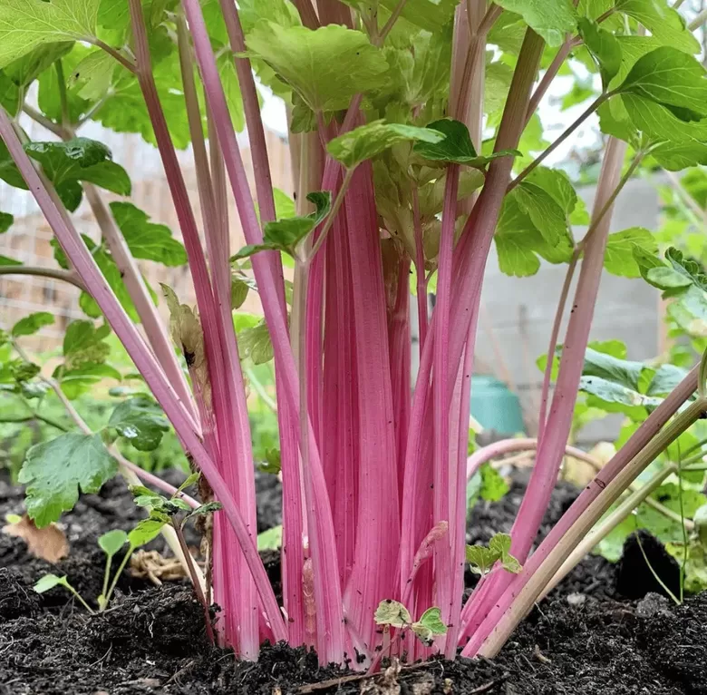 Selerija kātu 'Prize Pink' (Apium graveolens var. dulce) 30 sēklas