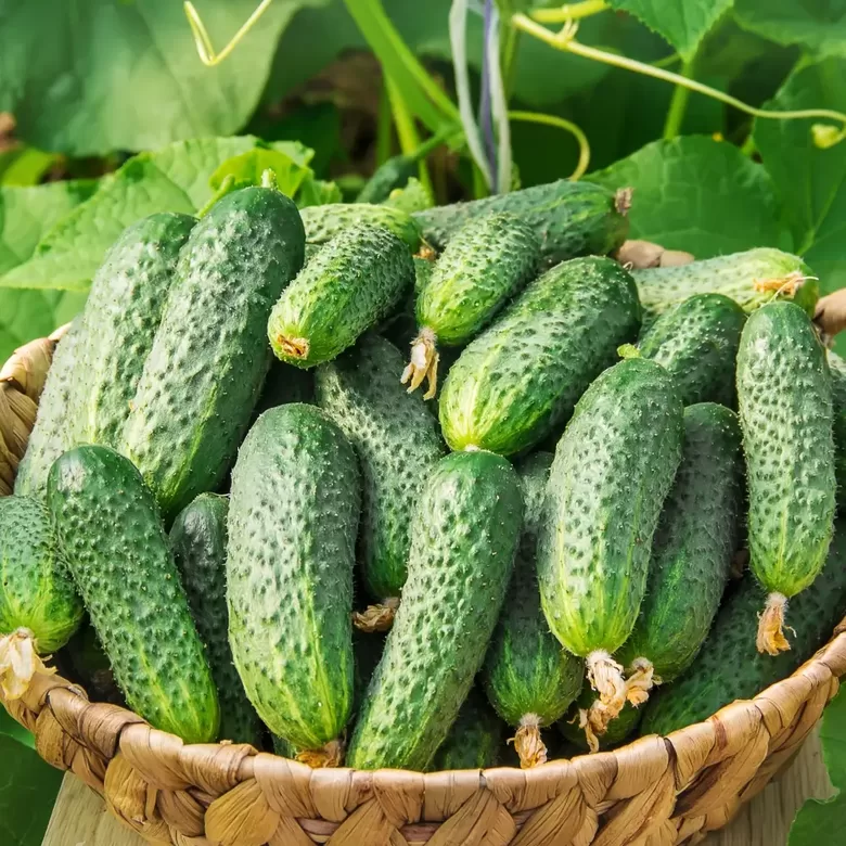 Īsaugļu gurķis 'Corveta' F1 (Cucumis sativus) 15 sēklas