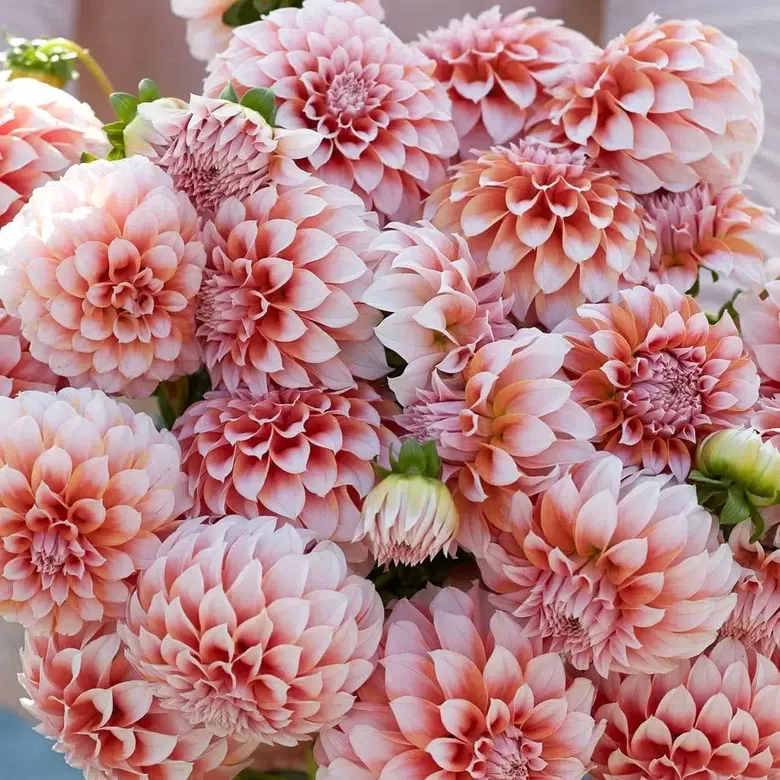 Dālija 'Peaches', 1 gb