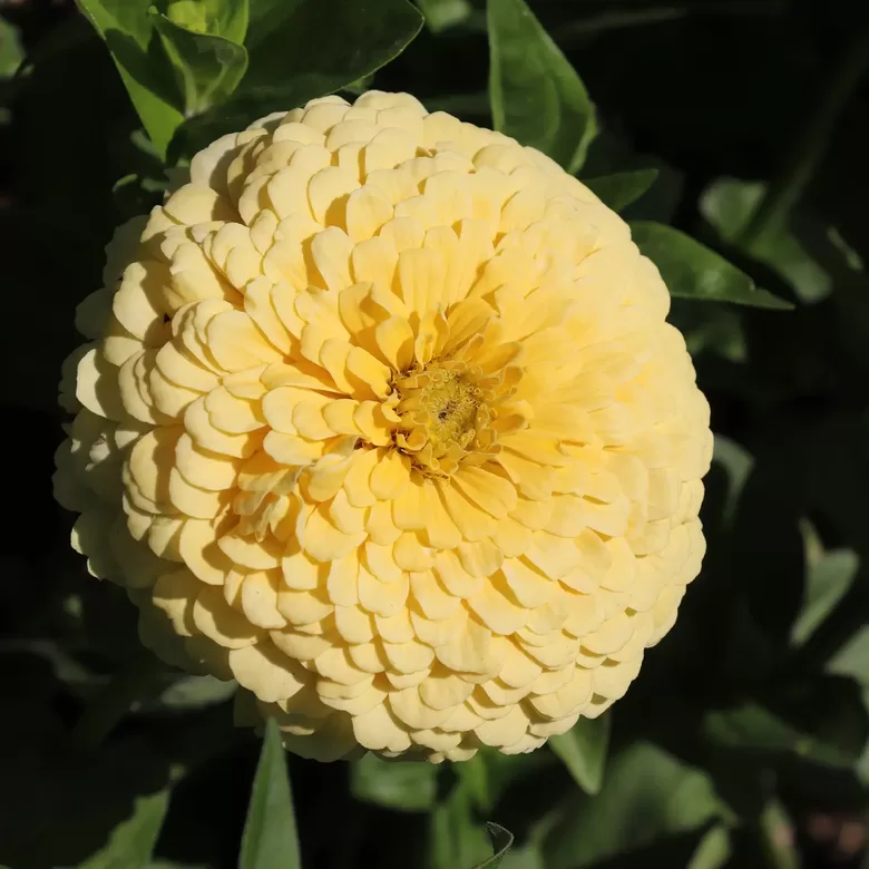 Common zinnia Dahlia-flowered 'Isabellina' (Zinnia elegans)