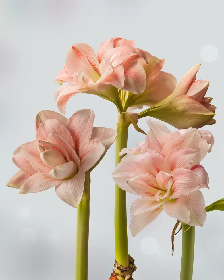 Hipeastrs 'Pink Glory' 1 sīpols (28/30)