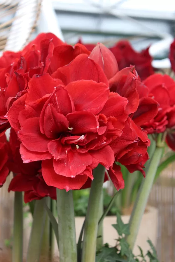 Hipeastrs 'Double King' 1 sīpols