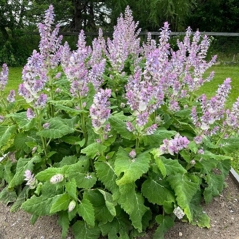 Muskata salvija (Salvia sclarea) 0,1g