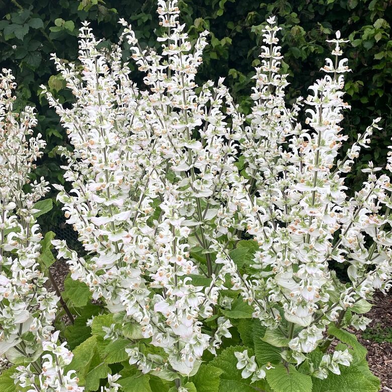 Muskata salvija 'Vatican White' (Salvia sclarea var. Turkestanica) 5 sēklas