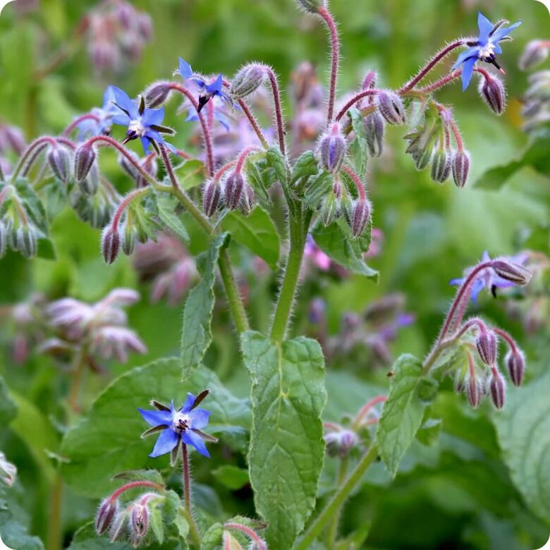 Gurķumētra (Borago officinalis), 2g