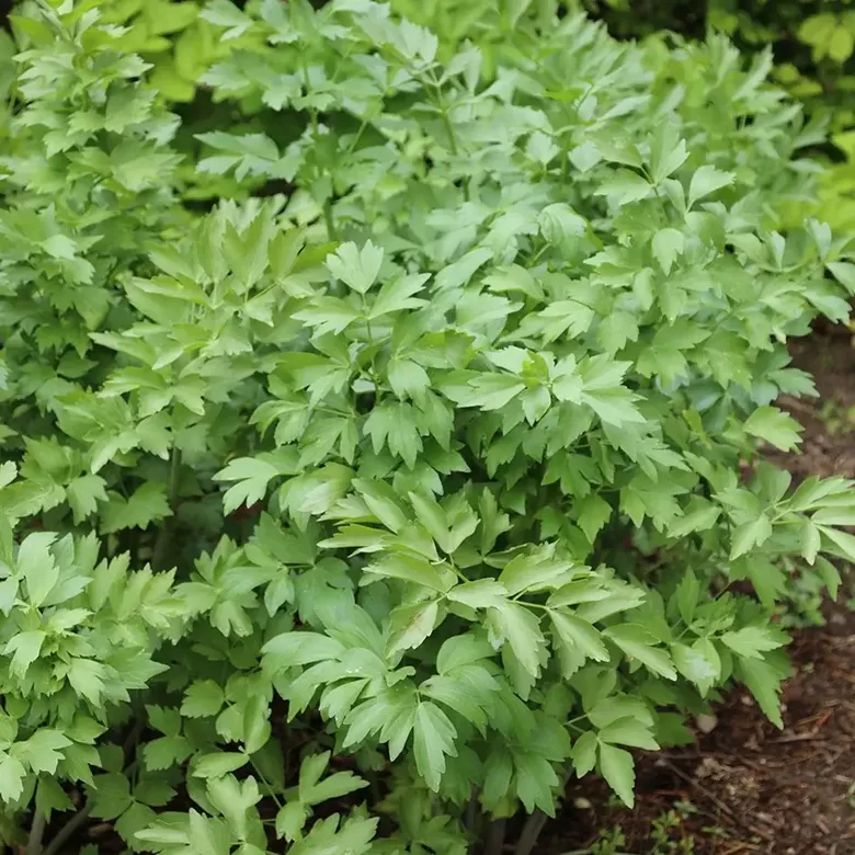 Ārstniecības lupstājs (Levisticum officinale) 0,5g
