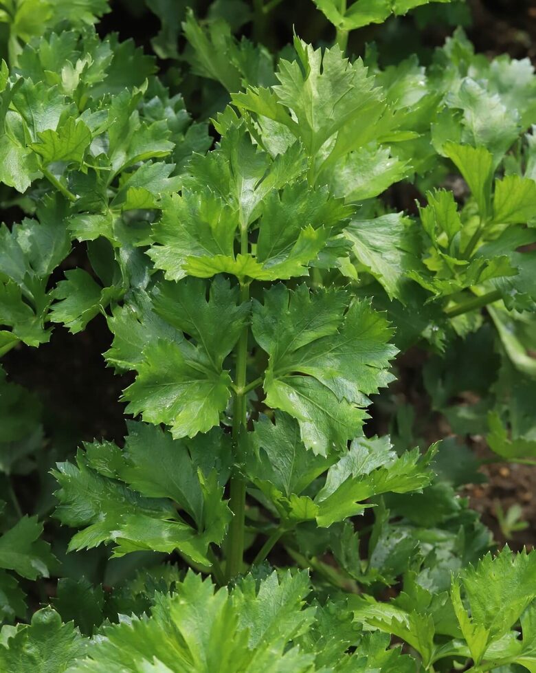Selerija lapu 'Gewone Snij' (Apium graveolens var. secalinum) 0,2g