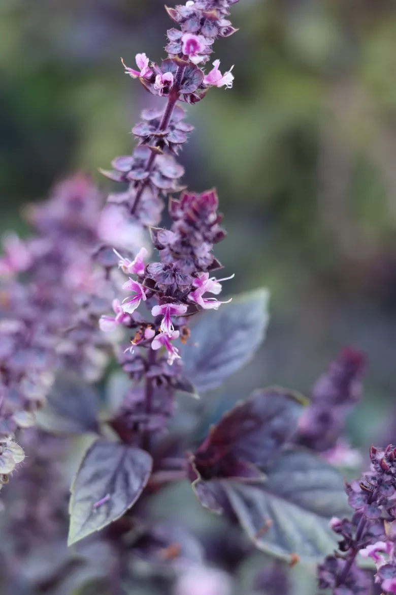 Baziliks 'Red Rubin Improved' (Ocimum basilicum) 0,1g