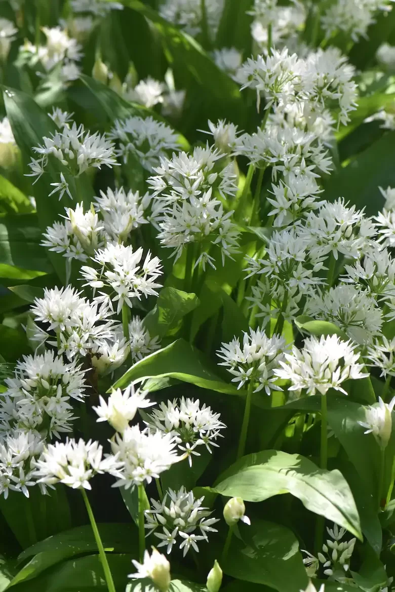 Wild garlic (Allium ursinum) 0,1g