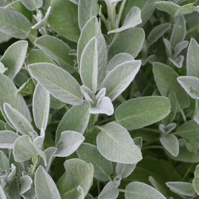 Ārstniecības salvija (Salvia officinalis) 0,2g