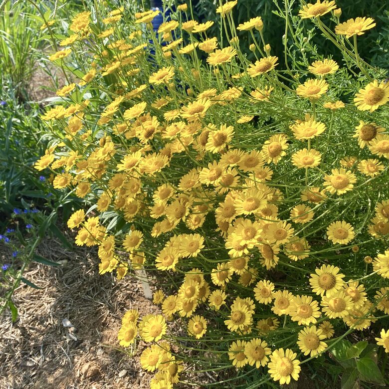 Dzeltenā ilzīte (Anthemis tinctoria) 0,1g