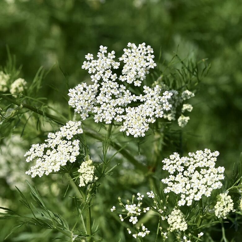 Parastais anīss (Pimpinella anisum) 0,5g
