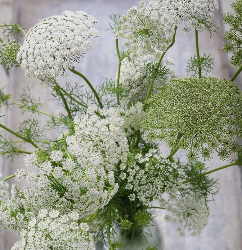 Lielā ammija 'Queen of Africa' (Ammi majus), 20 sēklas
