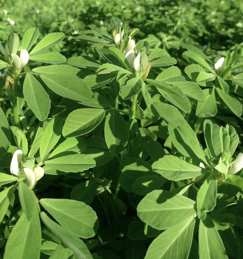 Sierāboliņš, Sieramoliņš (Trigonella foenum-graecum), 5g