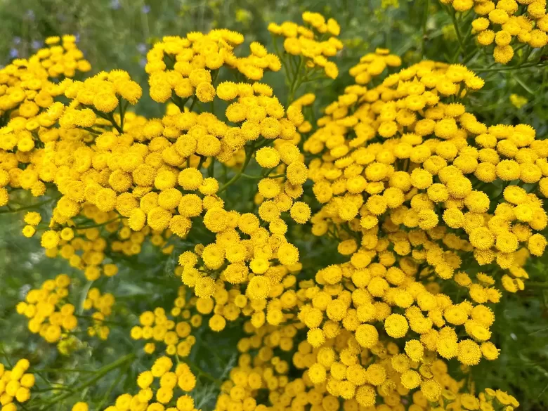 Parastais biškrēsliņš (Tanacetum vulgare) 0,1g