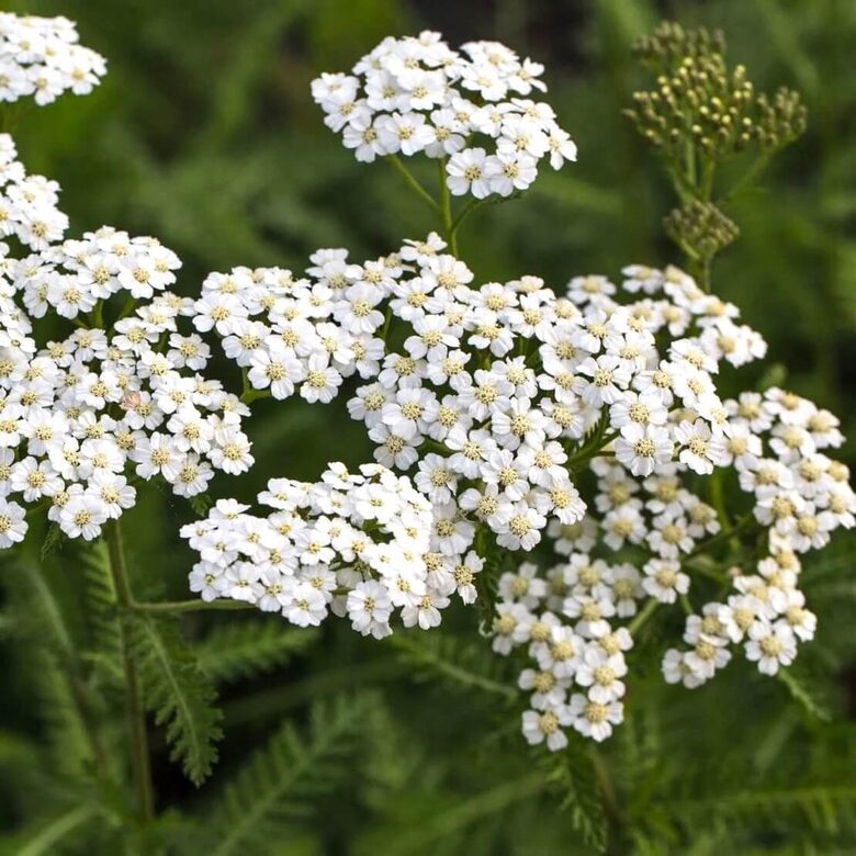 Parastais pelašķis (Achillea millefolium) 0,1g