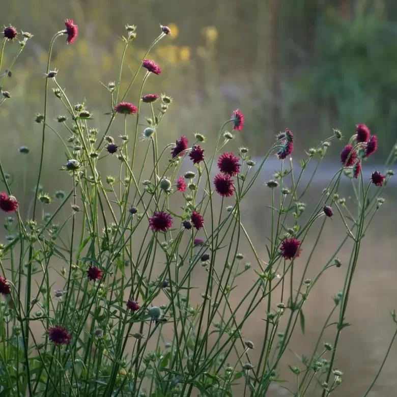 Maķedonijas knautija 'Red Cherries' (Knautia macedonica) 0,1g