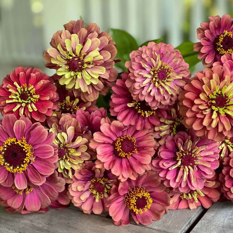 Gleznā cīnija 'Queen Red Lime' (Zinnia elegans)