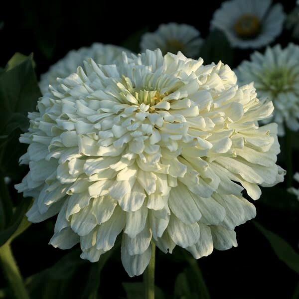 Gleznā cīnija kaktusu ziedu 'Snowman White' (Zinnia elegans)