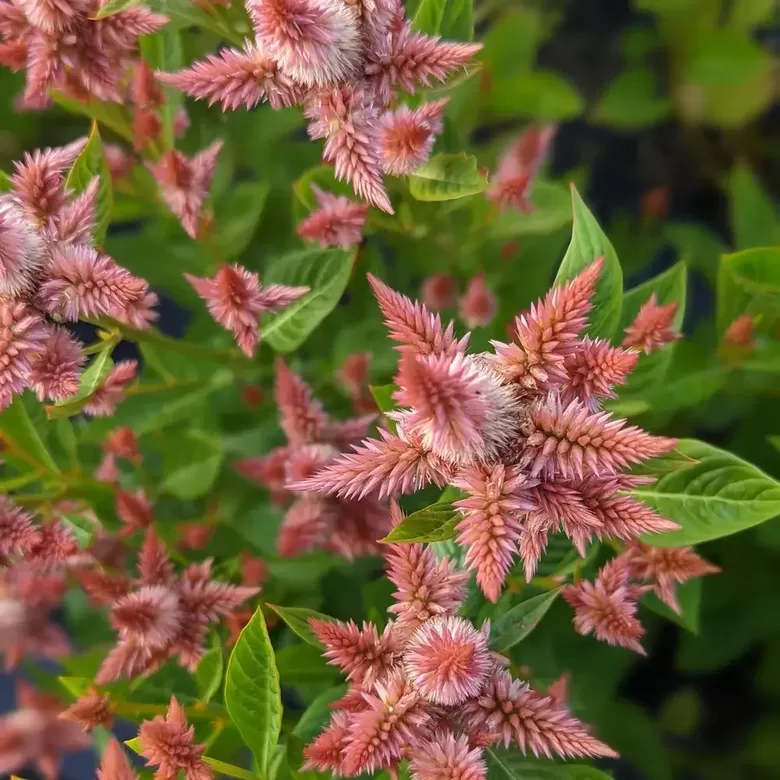 Vārpu celozija 'Celway Salmon' (Celosia spicata), 10 sēklas
