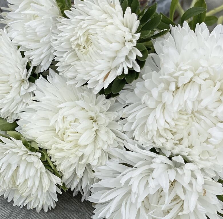 Ķīnas astere 'King size White' (Callistephus chinensis) 0,1g