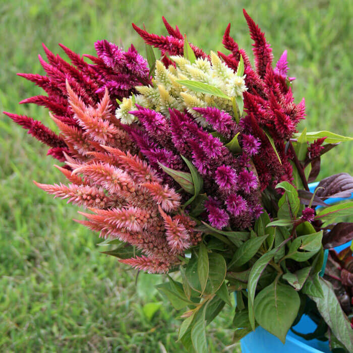  Vārpu celozija 'Celway mix' (Celosia spicata), 10 sēklas