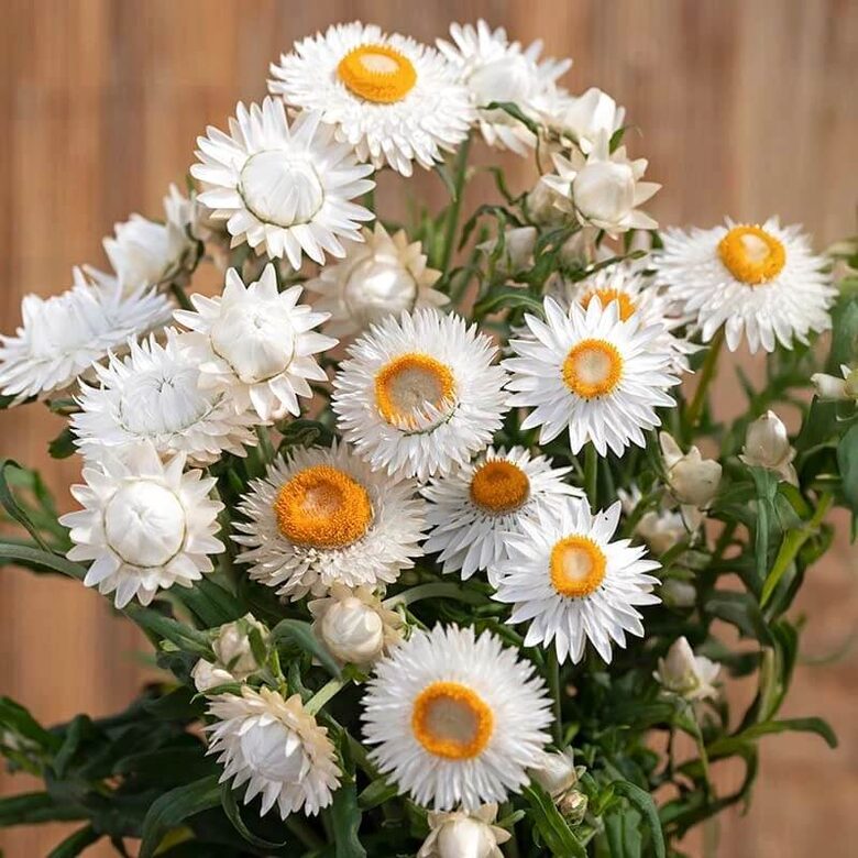 Seglapu salmene ‘King Size Silvery White’ (Helichrysum bracteatum) 0,2g